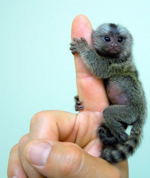 scimmia-nana-finger-monkeys-3
