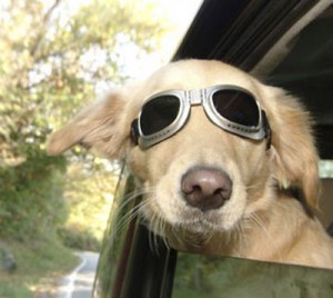 Viaggiare in auto con il cane