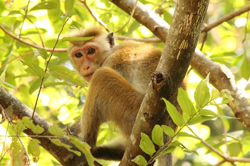 Scimmia in Sri Lanka #srilarca