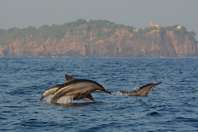 Delfini a Trincomalee